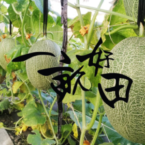 一畝好田 特約優惠-每盒優惠100元(2顆一盒包裝)、訂購數量100盒以上優惠價85折(2顆一盒包裝)